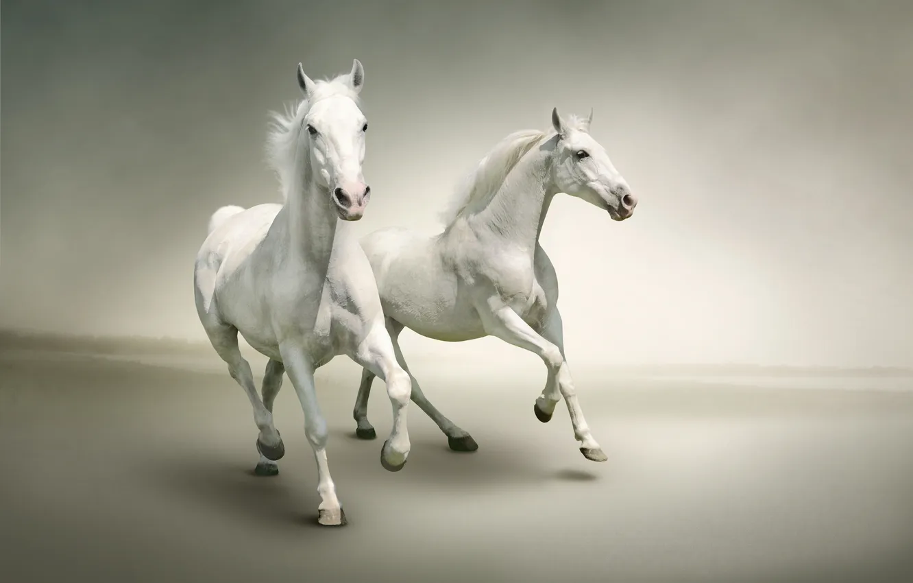 Фото обои кони, бег, белизна