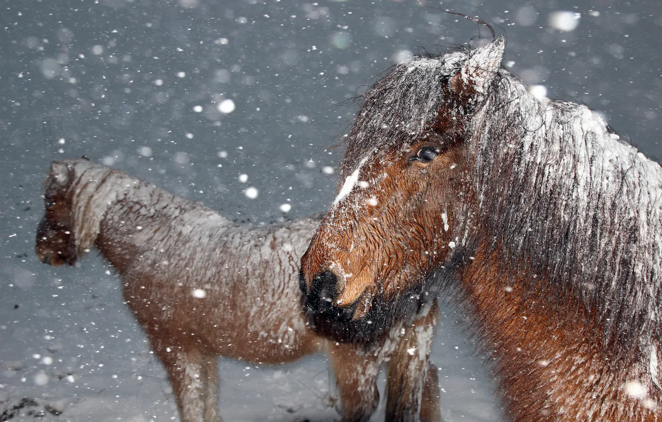 Фото обои зима, снег, ветер, лошади, хлопья