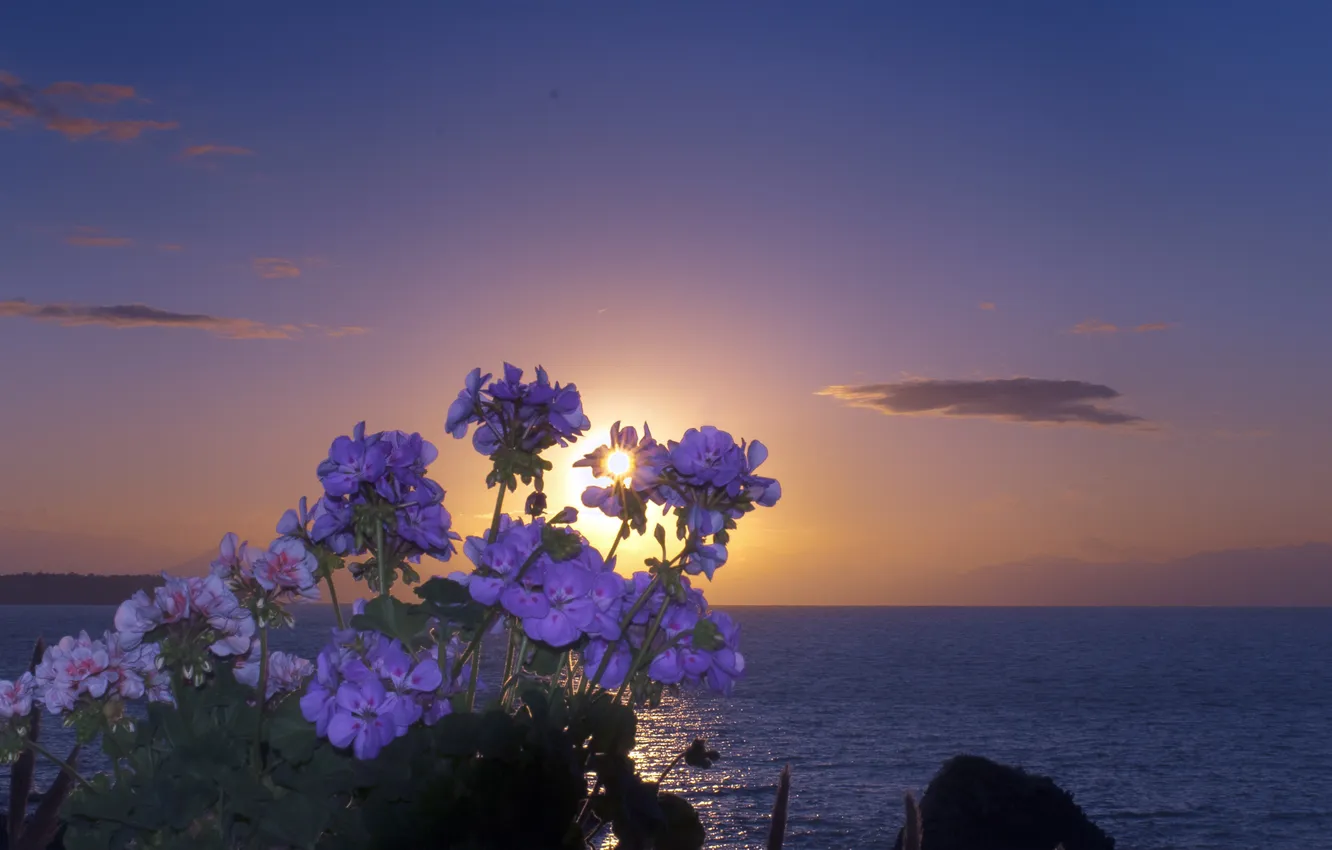 Фото обои море, закат, цветы