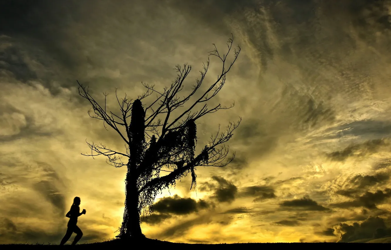 Фото обои небо, дерево, силуэт