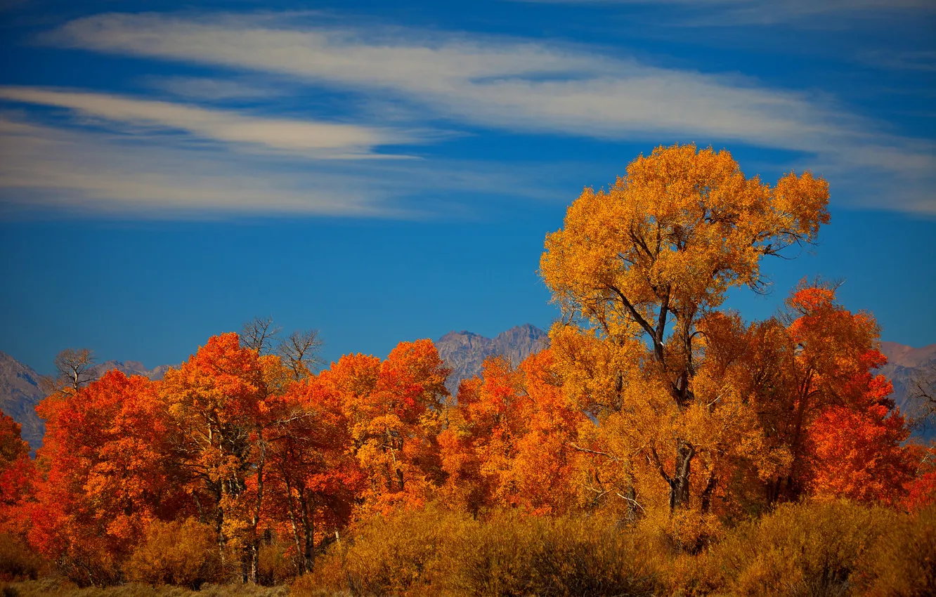 Фото обои осень, небо, деревья, пейзаж, горы