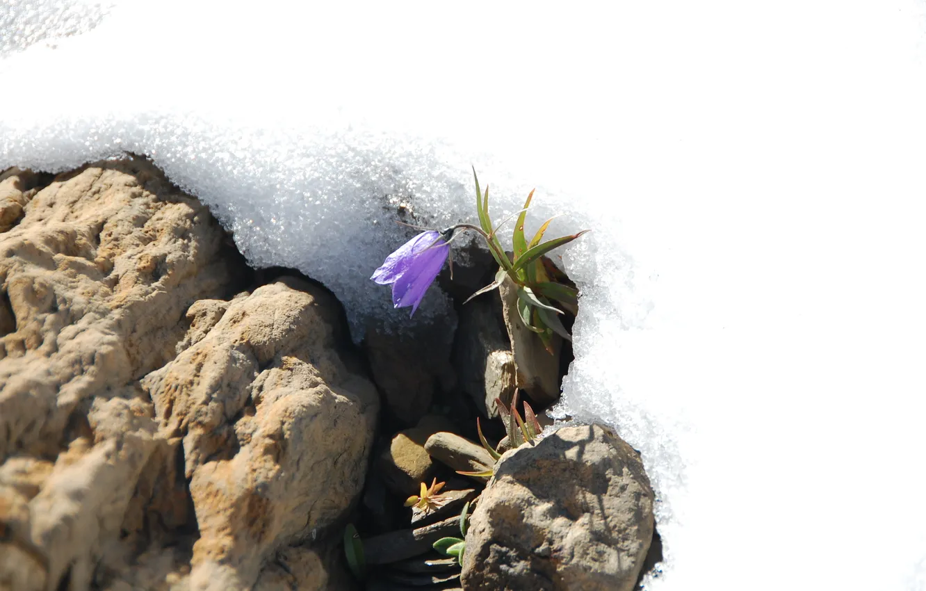 Фото обои цветок, снег, природа, Flower in Snow