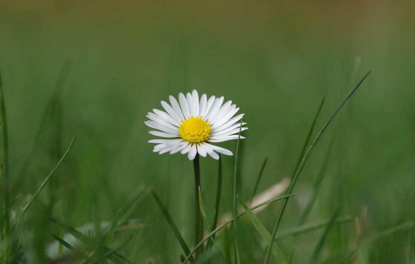 Фото обои зелень, белый, цветок, трава, маргаритка