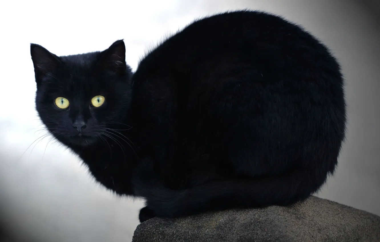 Фото обои кошка, взгляд, камень, черный кот