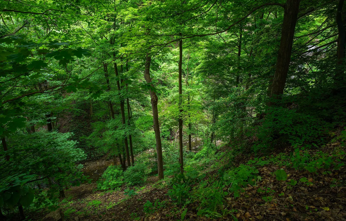 Фото обои зелень, лес, деревья, ручей, водопад, Canada, Ontario, Felker’s Falls Conservation Area