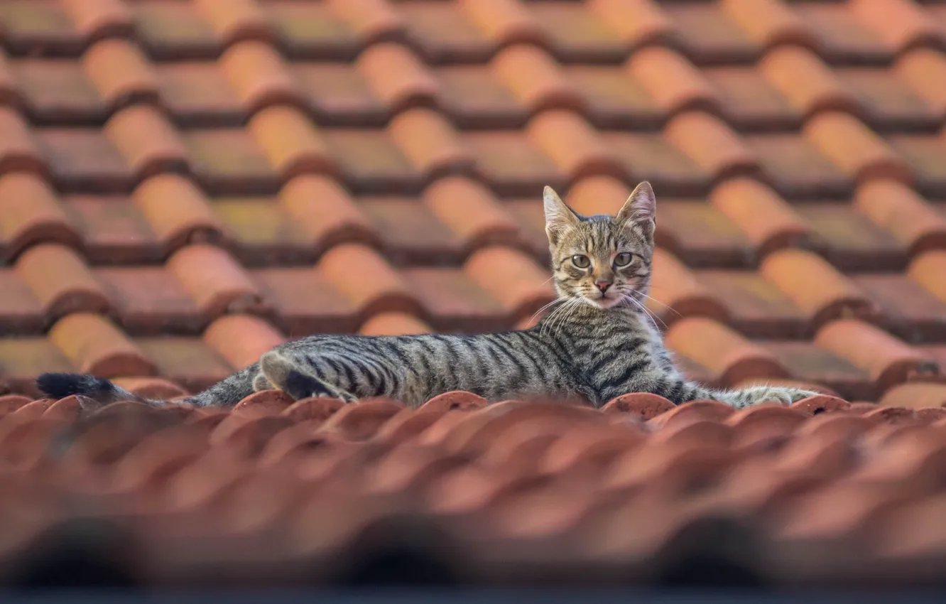 Фото обои крыша, кошка, взгляд, котёнок, черепица, на крыше