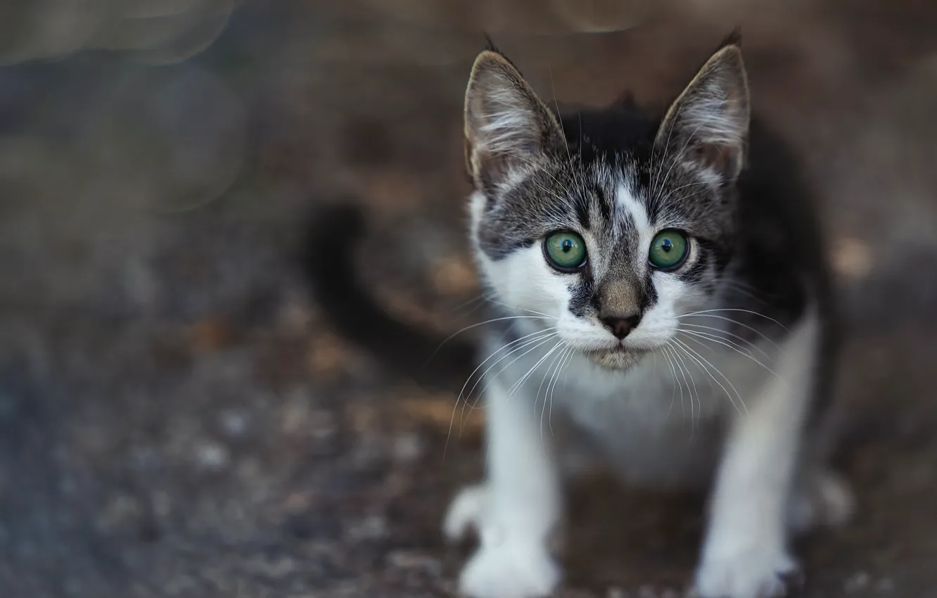 Фото обои взгляд, мордочка, котёнок, зелёные глаза