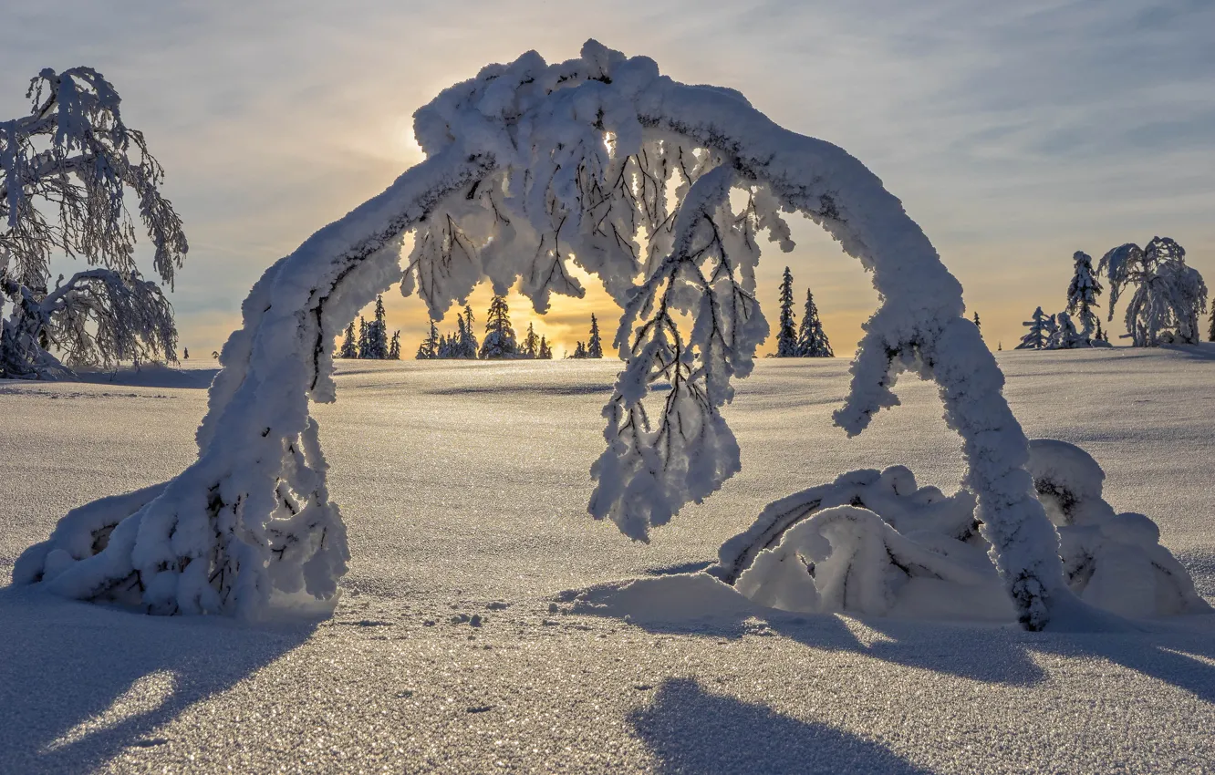 Фото обои зима, снег, деревья, арка, Швеция, Sweden, Lapland, Лапландия