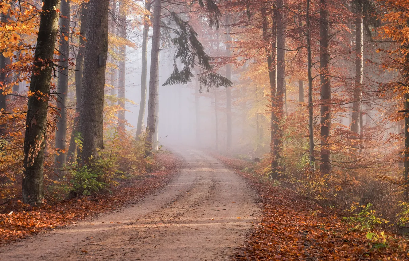 Фото обои дорога, осень, лес, ветки, туман, стволы, листва, хвоя