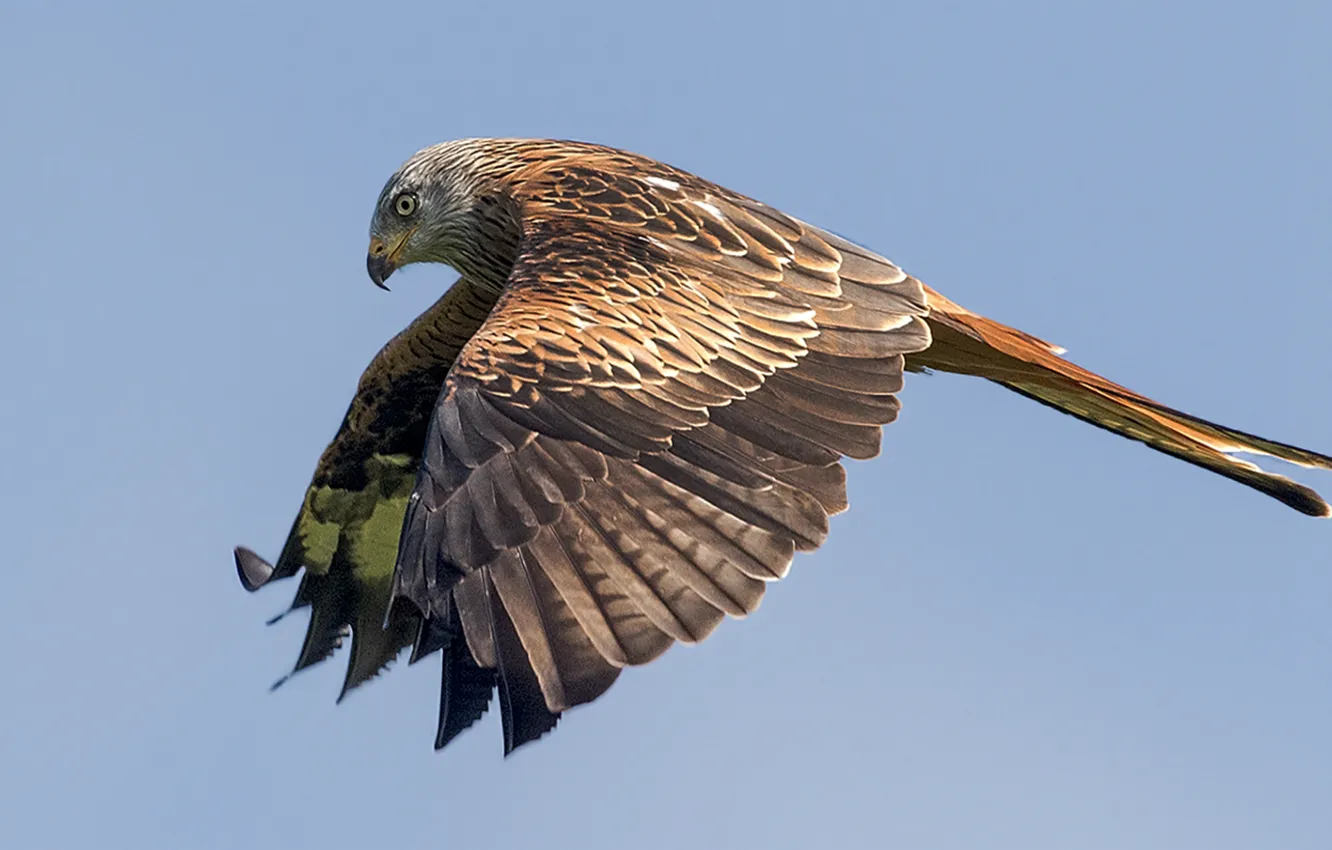 Фото обои полет, крылья, хищник, Птица, bird, взмах, flight, predator