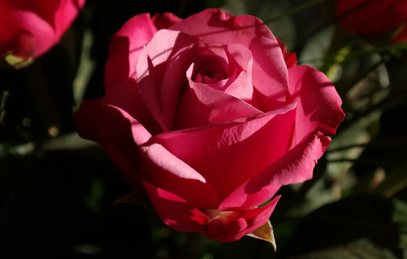 Фото обои цветок, листья, макро, свет, темный фон, розовая, роза, тень