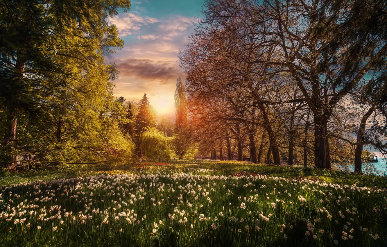 Фото обои деревья, закат, цветы, парк, Германия, сад, ирисы, Germany