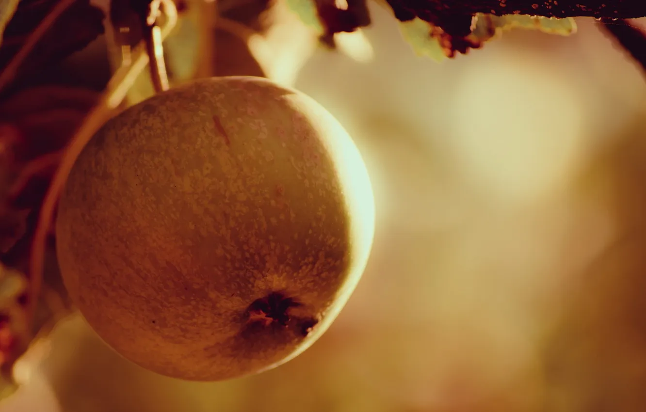 Фото обои apple, nature, tree, fruit, Autumn Eclipse