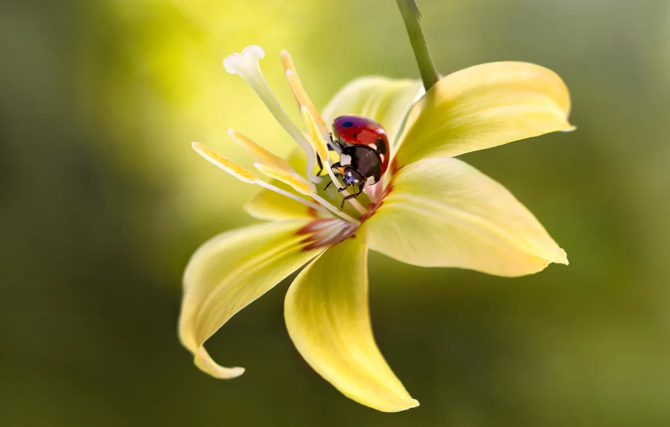 Фото обои цветок, макро, желтый, божья коровка, насекомое