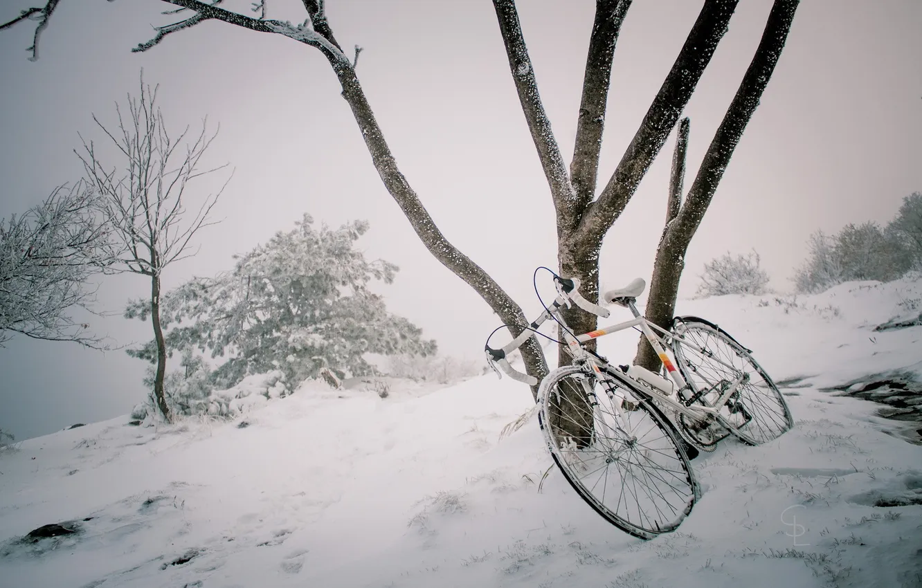 Фото обои снег, велосипед, дерево