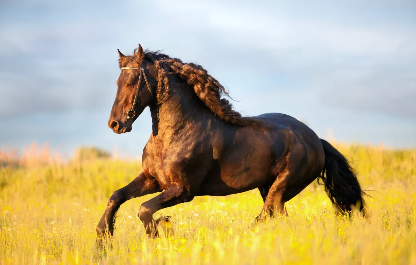 Фото обои поле, конь, лошадь, грива