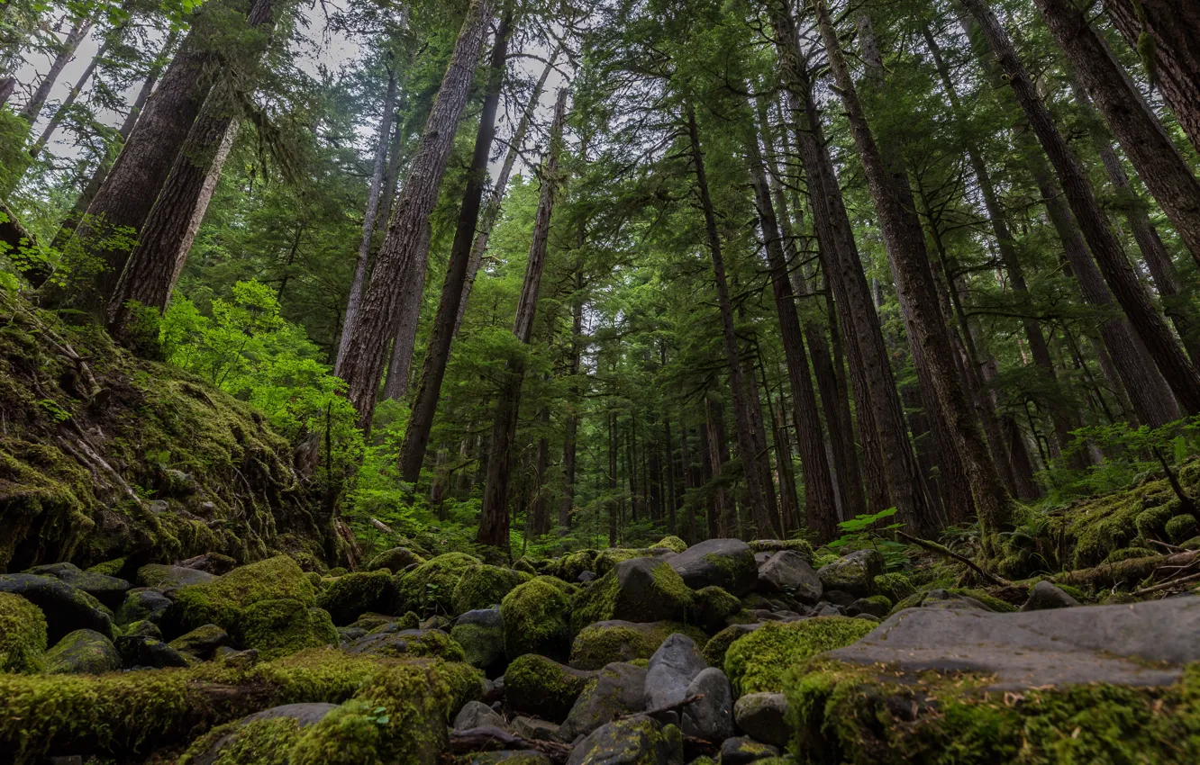 Фото обои лес, деревья, природа, камни, мох, USA, США, Washington