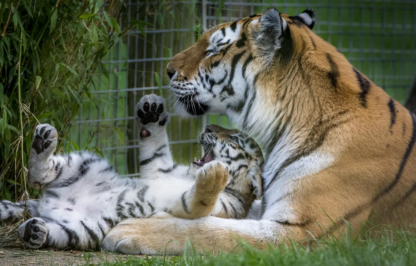 Фото обои тигр, зоопарк, тигренок, большой кот