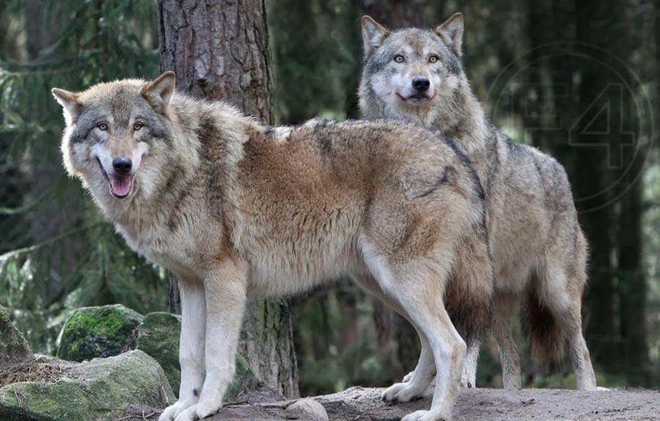 Фото обои Predator, animal, wolf, wildlife, Wolf Pack, Canis lupus., portrait., happy nature