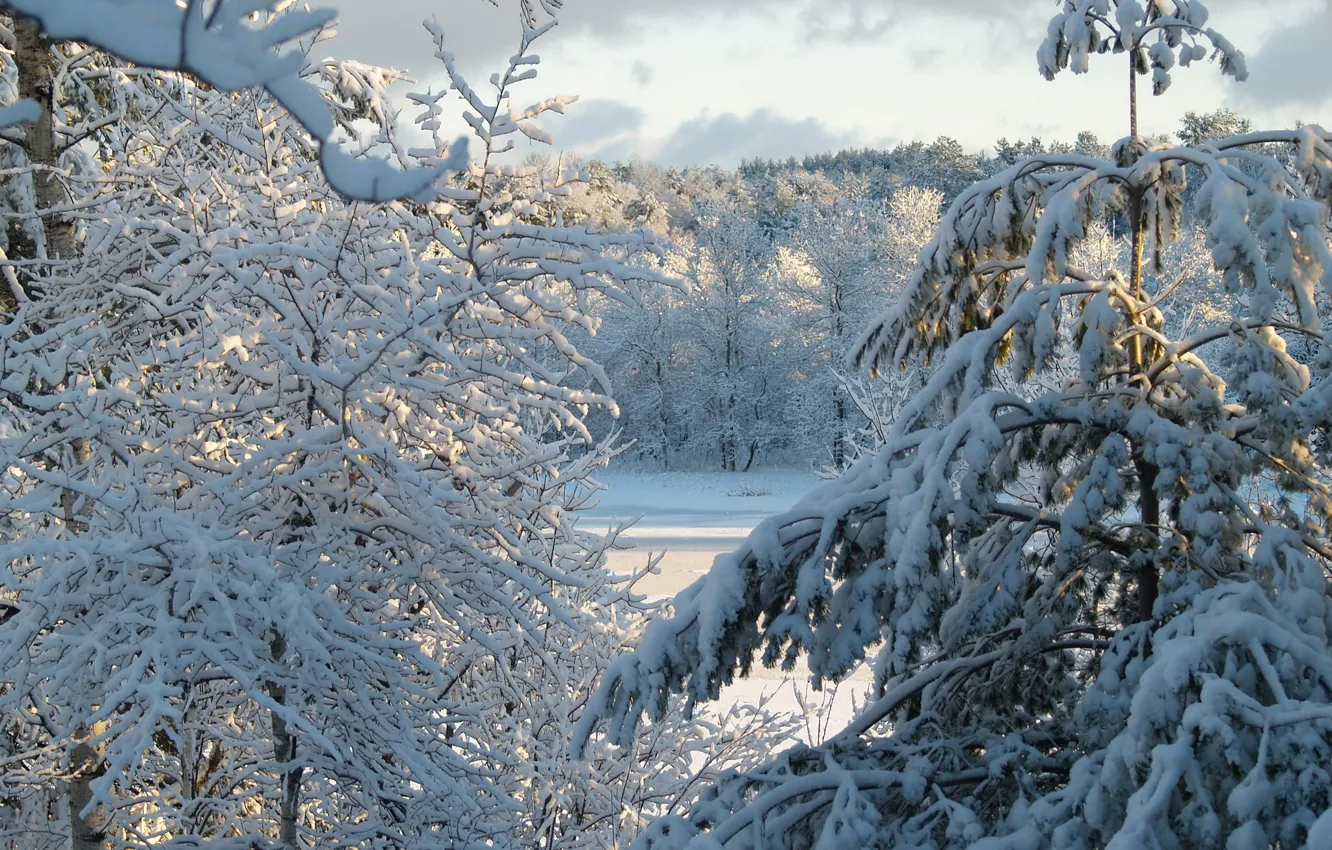 Фото обои зима, небо, солнце, облака, снег, деревья, природа