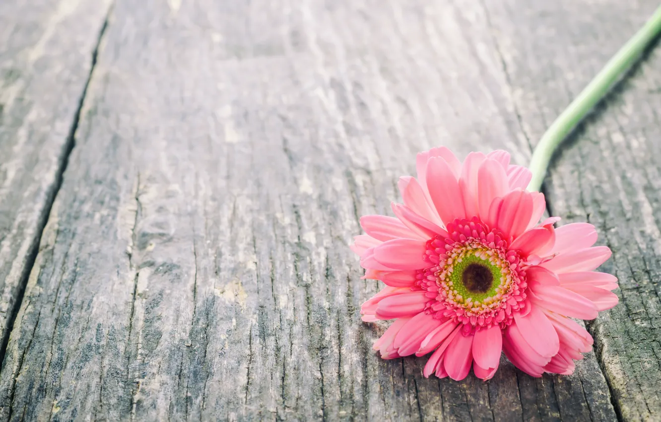 Фото обои цветы, герберы, wood, pink, flowers, spring, gerbera, tender