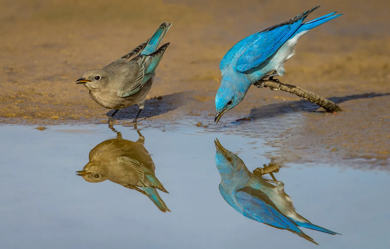 Фото обои отражение, птица, перья, пара, голубая сиалия
