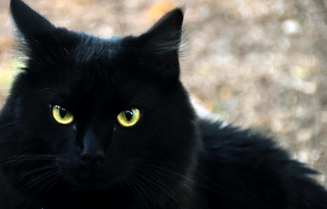 Фото обои кот, взгляд, черный