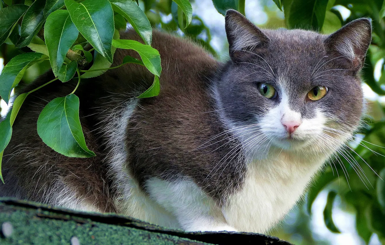 Фото обои крыша, кошка, кот, взгляд, морда, листья, фон, портрет
