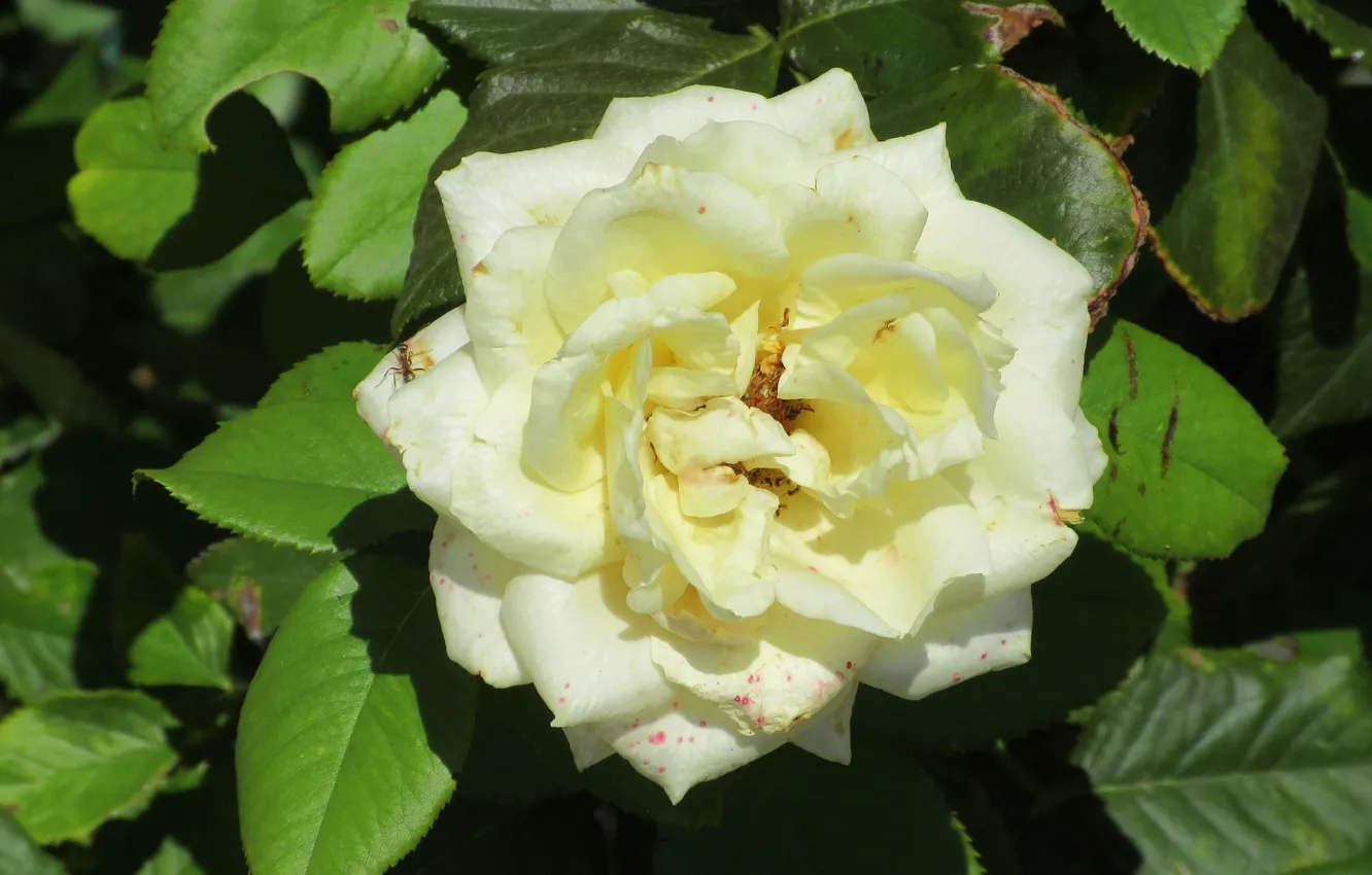 Фото обои листья, белая роза, Meduzanol ©, лето 2018