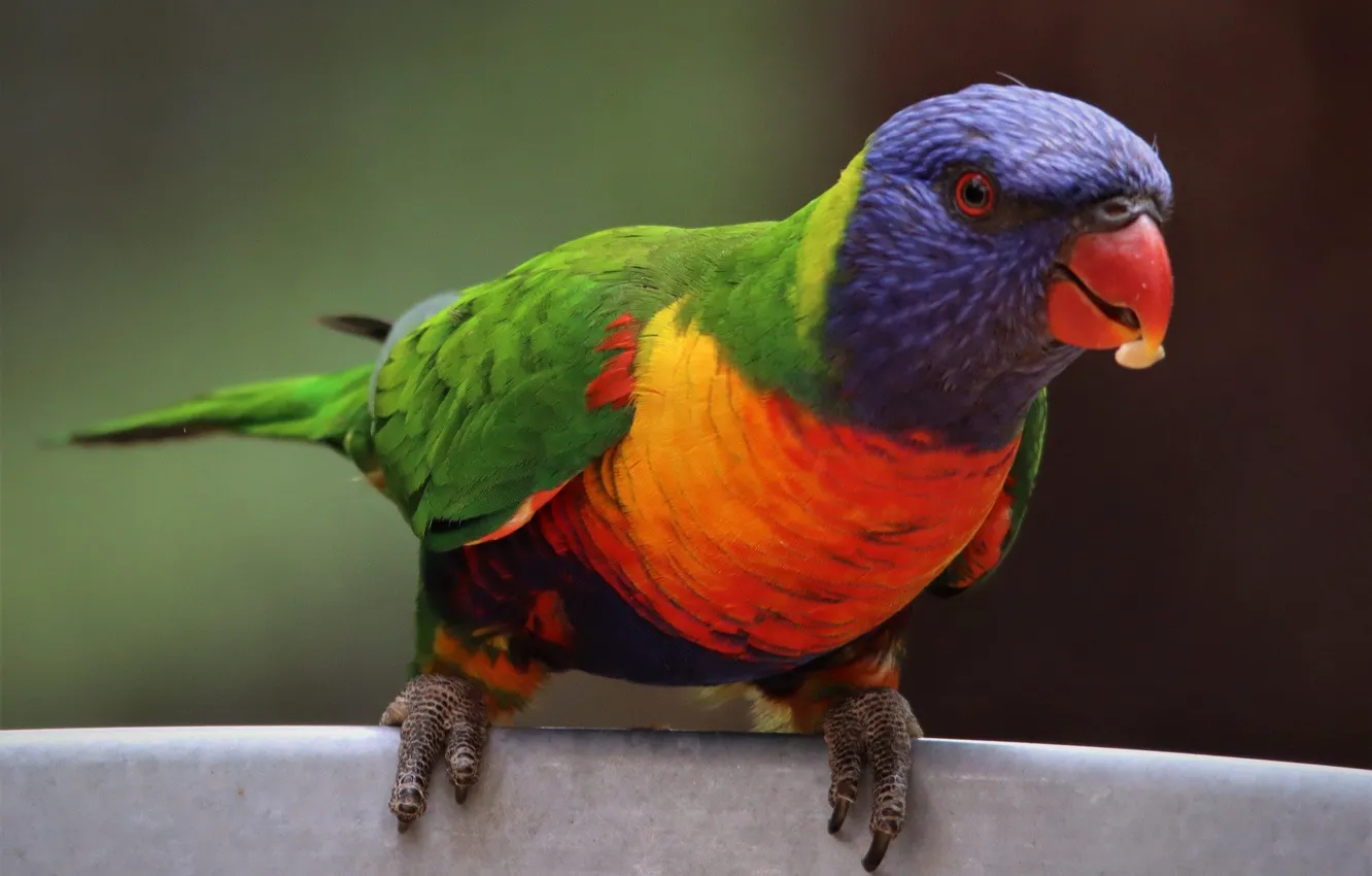 Фото обои птица, еда, наблюдение, многоцветный лорикет