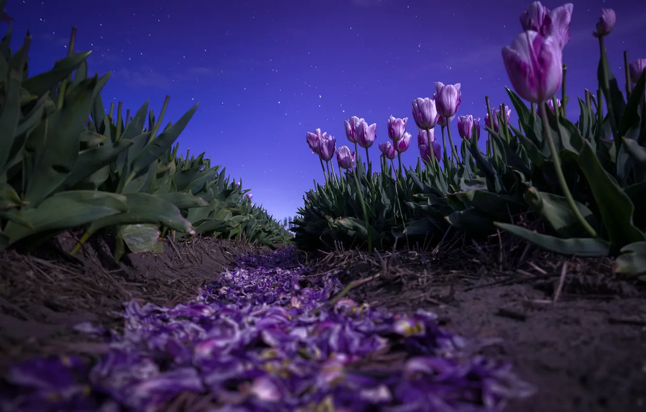 Фото обои поле, небо, листья, звезды, цветы, ночь, весна, лепестки