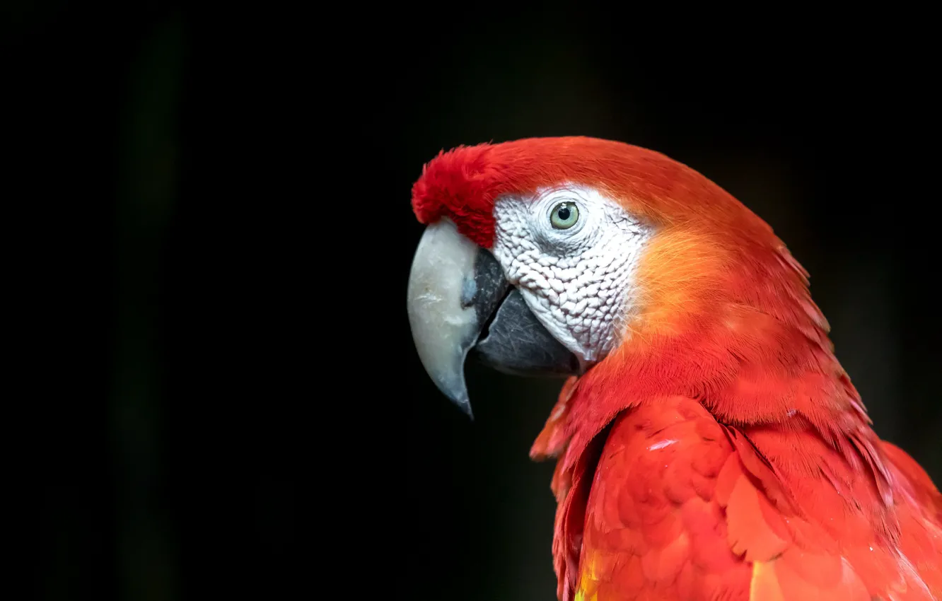 Фото обои взгляд, красный, птица, портрет, попугай, черный фон, ара