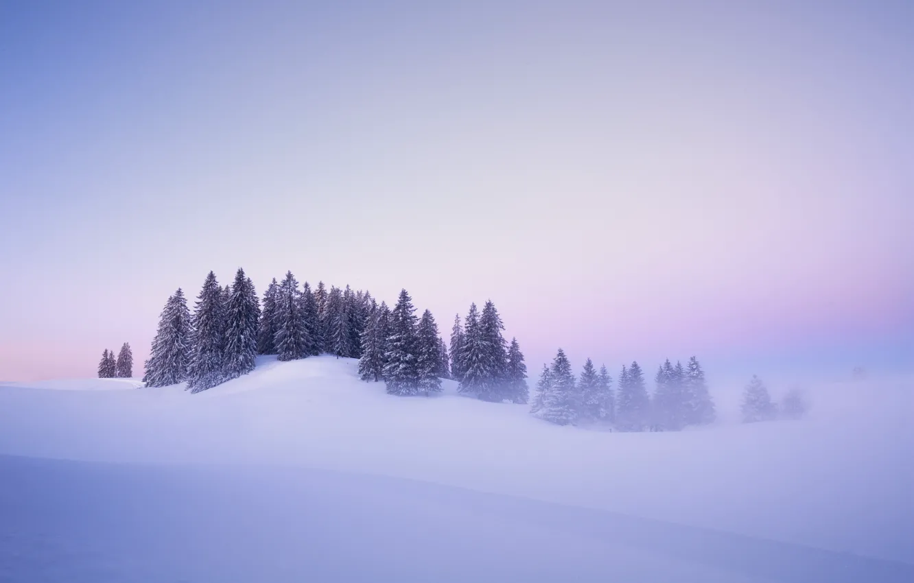 Фото обои зима, снег, деревья, туман, рассвет, утро, Швейцария, ели
