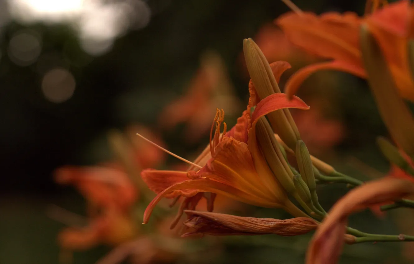 Фото обои лилия, оранжевая, лепестки, бутоны, цветение
