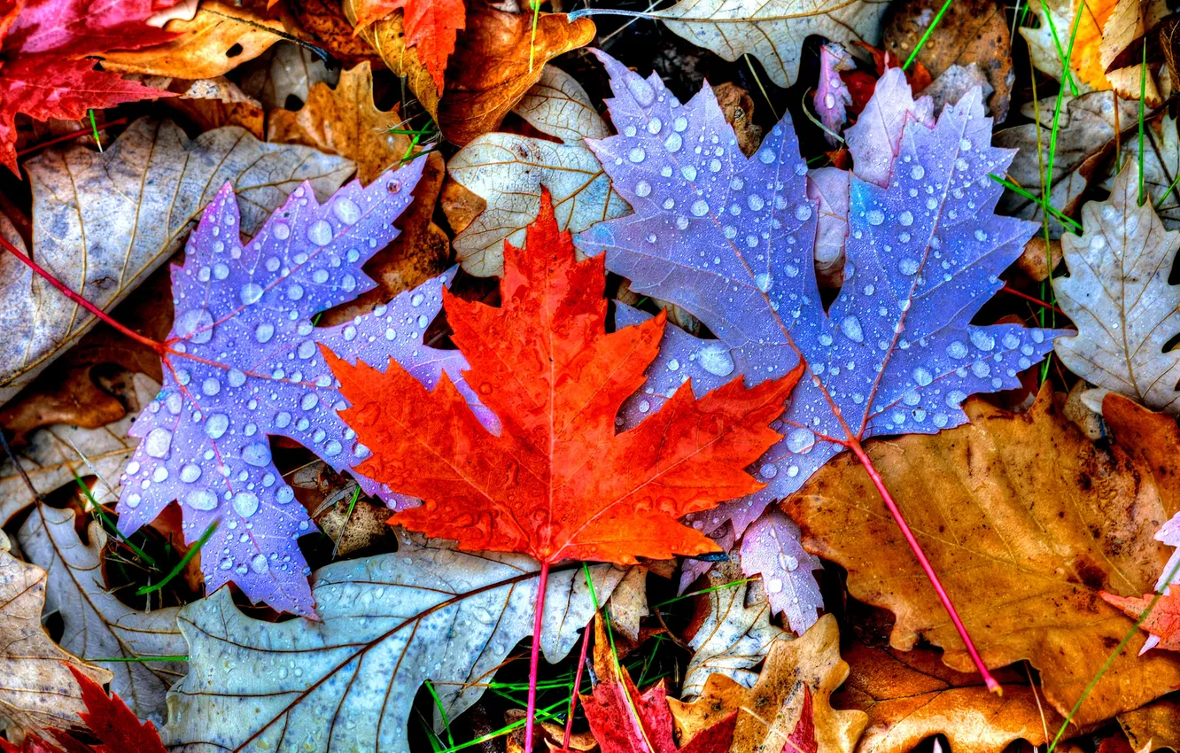 Фото обои осень, листья, капли, цвет, клен