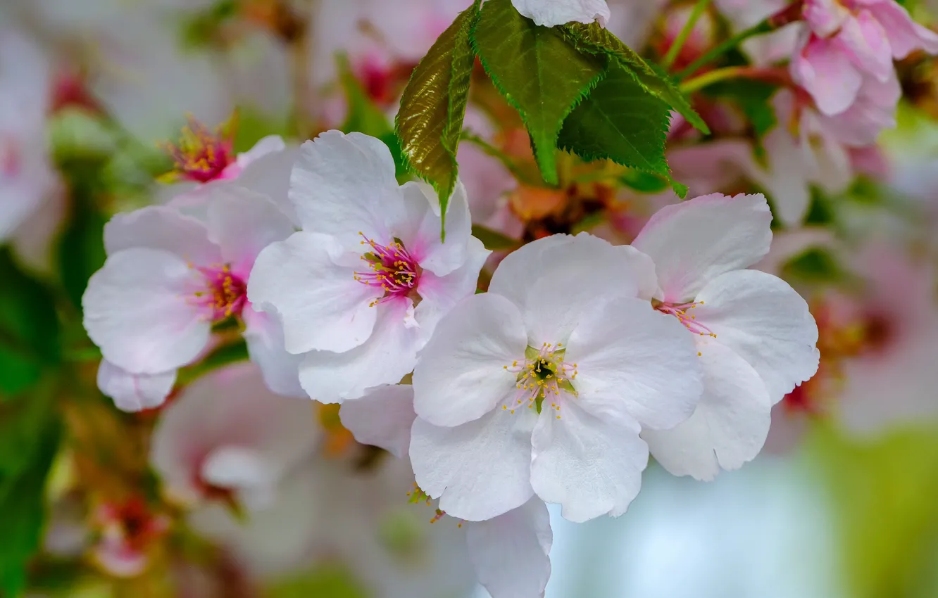 Фото обои весна, лепестки, яблоня, цветение