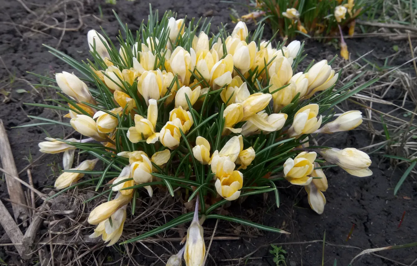 Фото обои Весна, Крокусы, Жёлтые