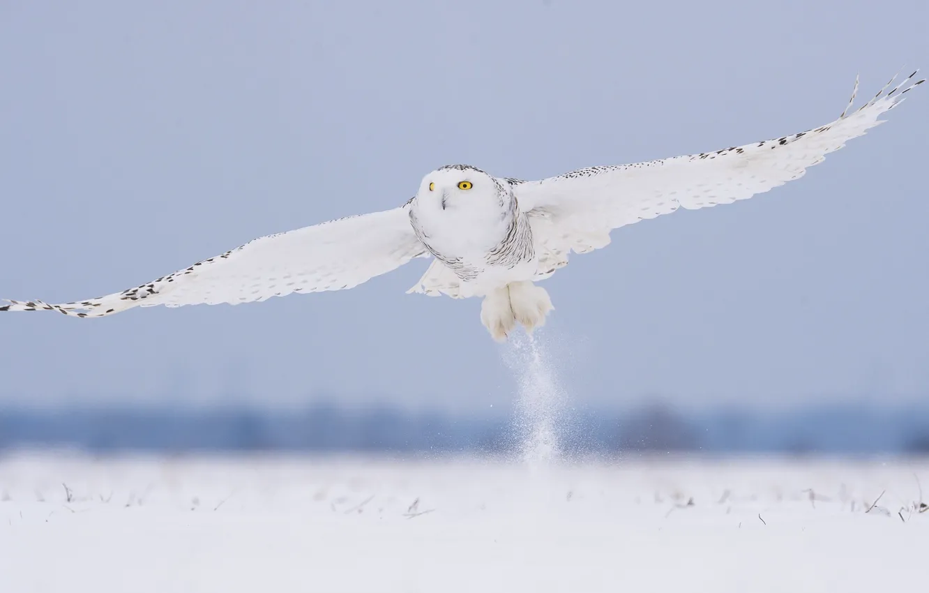 Фото обои зима, снег, полет, сова, птица, белая, полярная