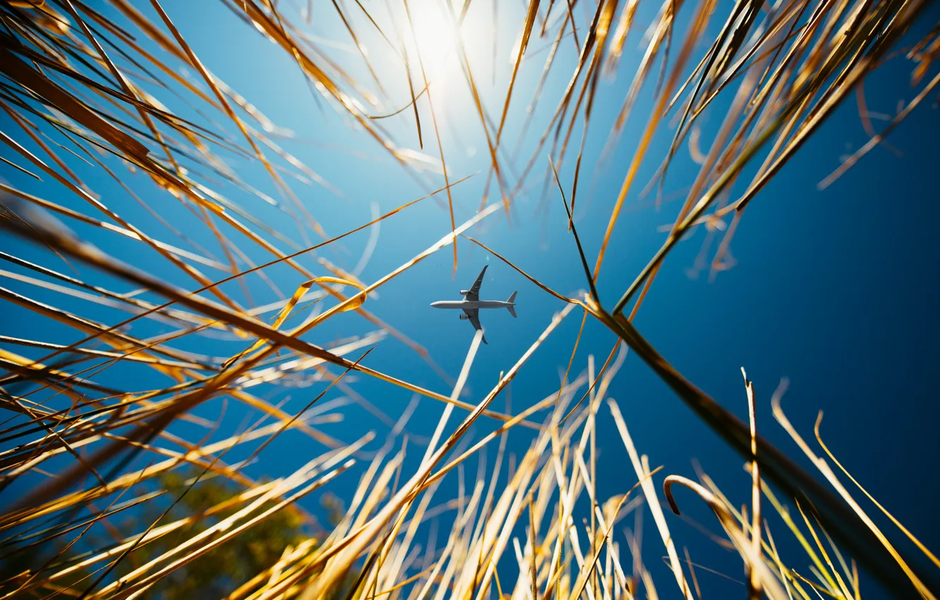 Фото обои небо, трава, самолёт