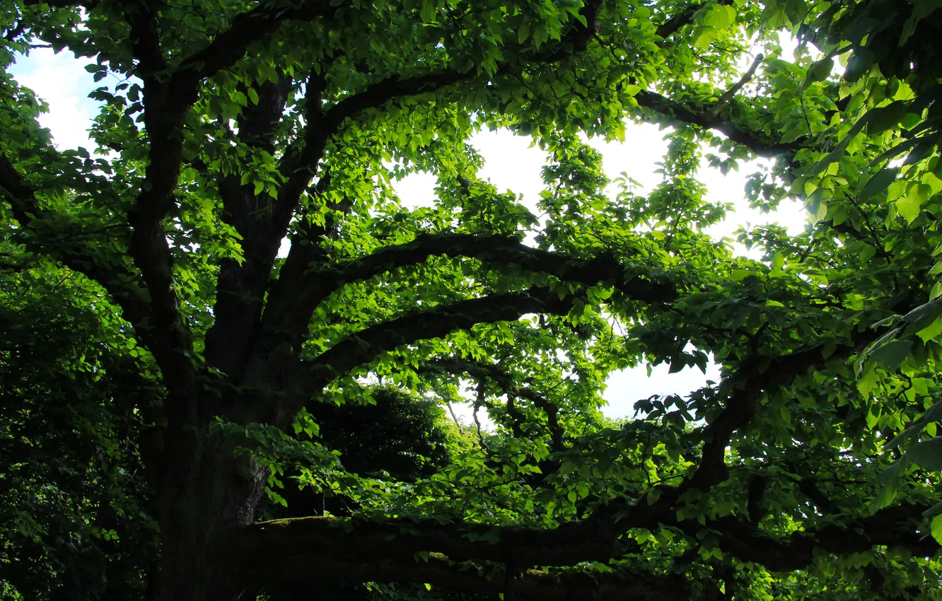 Фото обои tree, leafs, twigs