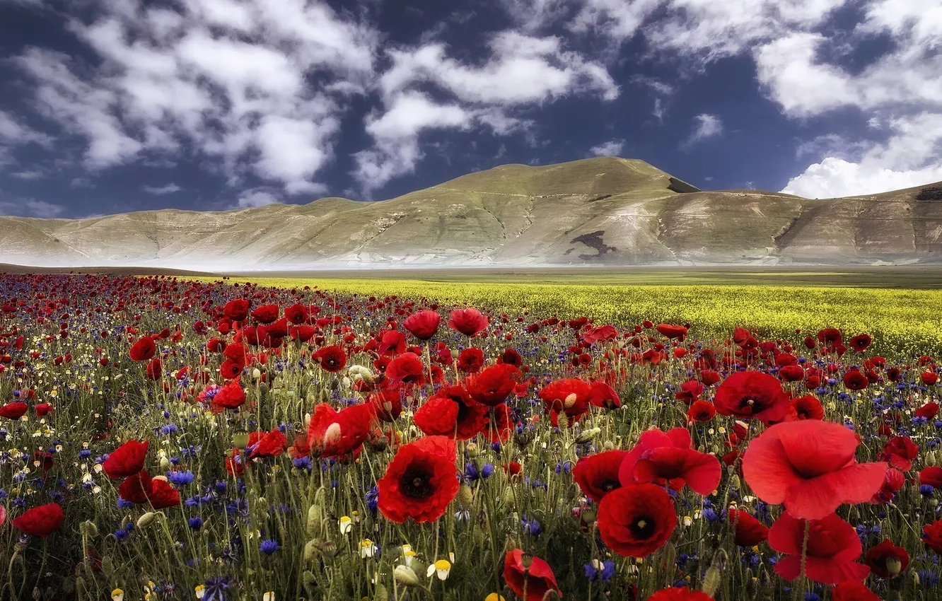 Фото обои цветы, горы, маки, луг, Италия, Italy, васильки, Умбрия