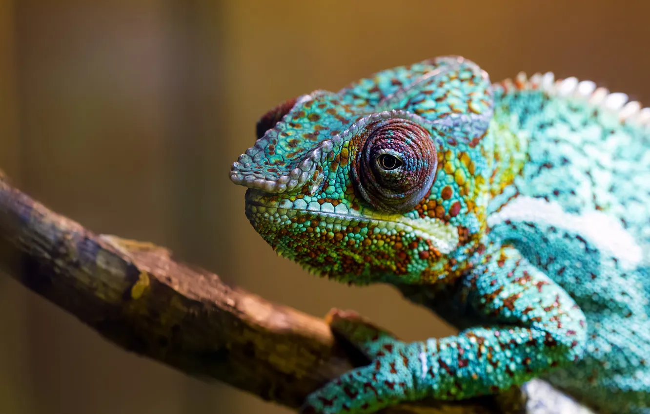 Фото обои зеленый, хамелеон, ветка, ящерица, цветной, Chameleon