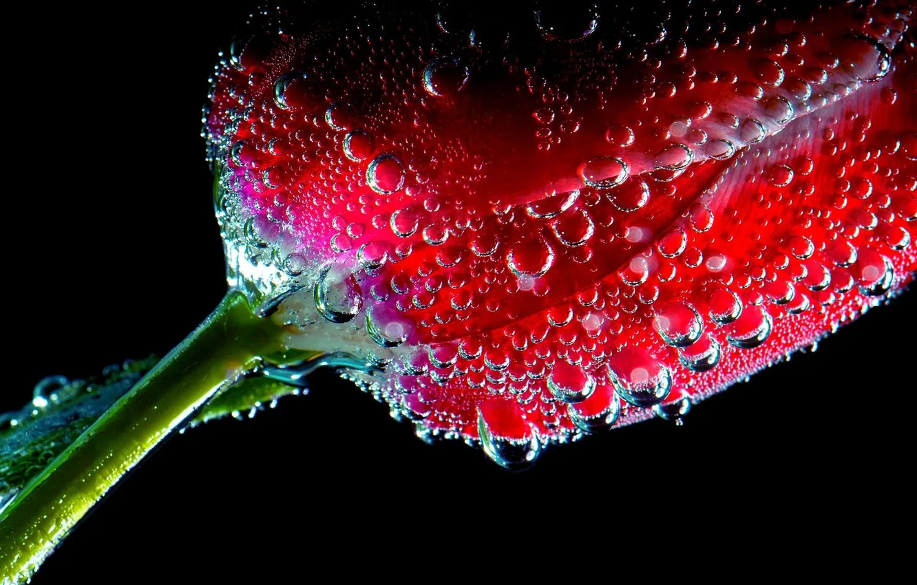 Фото обои цветок, вода, пузырьки, тюльпан, воздух