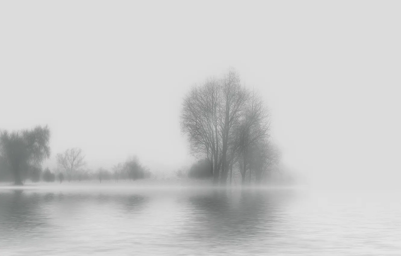 Фото обои вода, деревья, туман, фон, силуэты