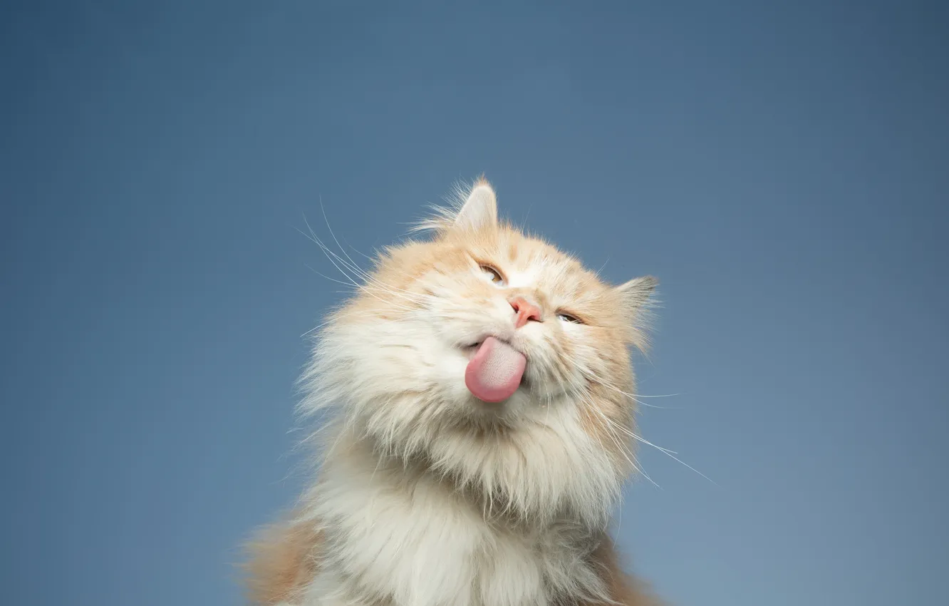 Фото обои clear sky, blue, cat, fur, beige, licking, fluffy, feline