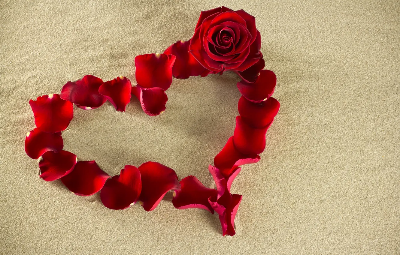 Фото обои песок, цветок, красный, креатив, фон, настроение, роза, лепестки