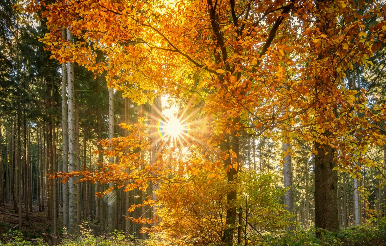 Фото обои осень, лес, листья, солнце, лучи, деревья