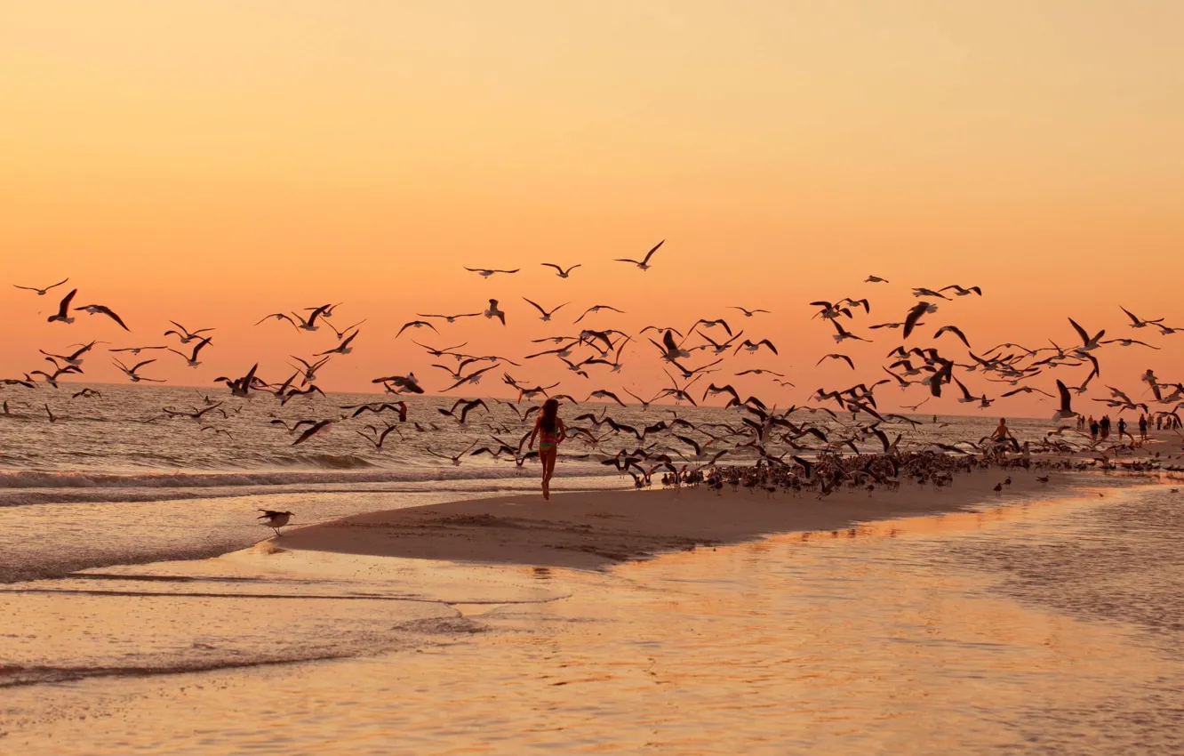 Фото обои море, пляж, закат, птицы, чайки, прогулка