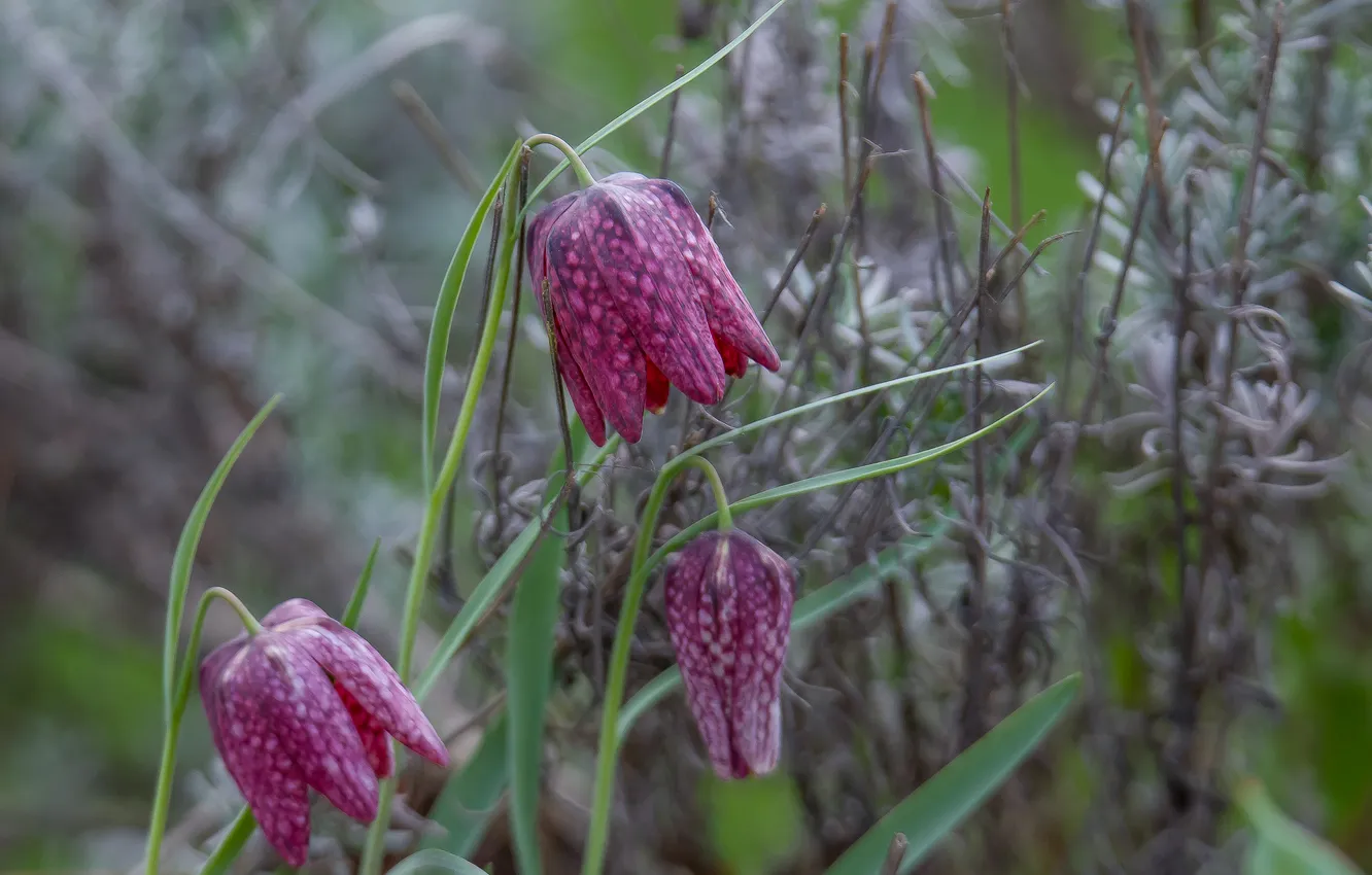 Фото обои цветы, природа, весна, рябчик