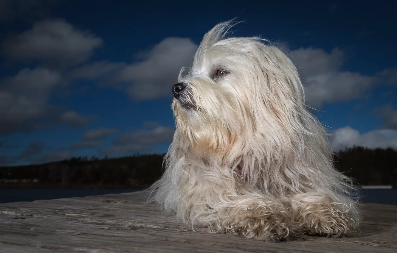 Фото обои собака, вечер, лохматая